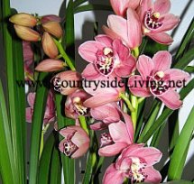 Орхидея цимбидиум (Cymbidium)