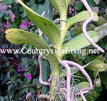 Орхидея ренантера (Renanthera). Воздушные корни растут по всей длине ствола